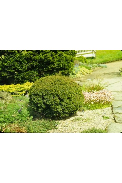 Криптомерія Вілморініана в ландшафті