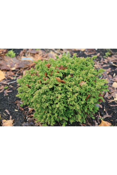 Криптомерія Вілморініана мініатюрний кулястий хвойник