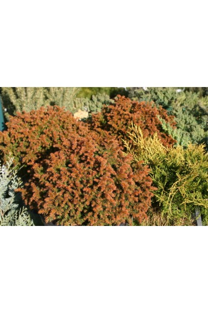 Криптомерія Вілморініана червонувато-бура хвоя наприкінці осені