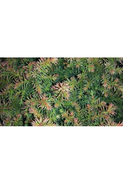 Cryptomeria japonica Vilmoriniana