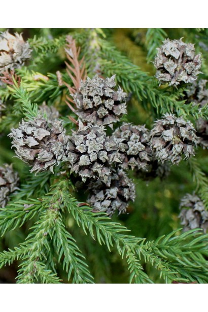 Криптомерія Вілморініана кулясті шишки