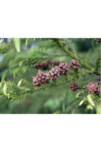 Криптомерія японська Vilmoriniana