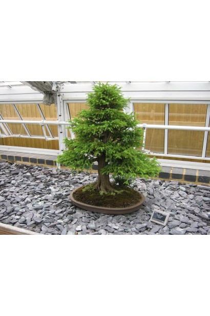 Криптомерія японська Вілморініана бонсай