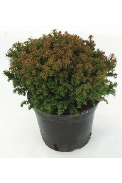 Криптомерія японська Вілморініана в контейнері 5 л