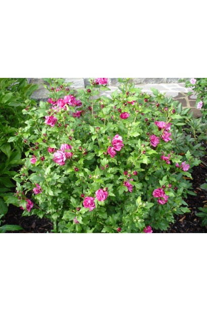 Hibiscus syriacus Duc de Brabant 