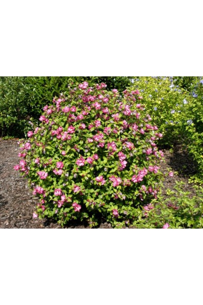 Гібіскус Дюк де Брабант в ландшафті