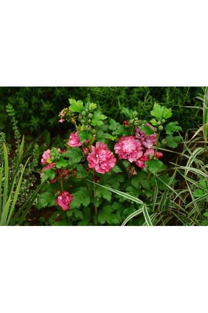 Hibiscus Duc de Brabant 