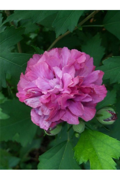 Гібіскус Дюк де Брабант густомахрові квіти