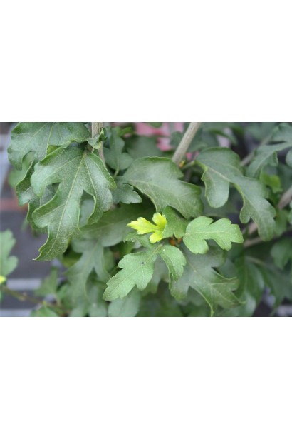 Гібіскус Дюк де Брабант трилопатеве листя