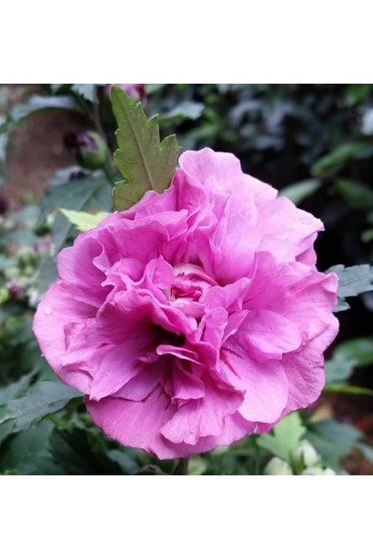 Гібіскус махрові рожеві