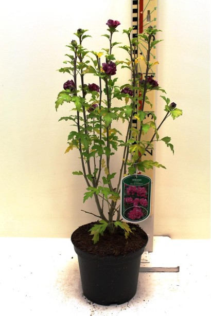 Гібіскус сирійський Дюк де Брабант в горщику 5 л