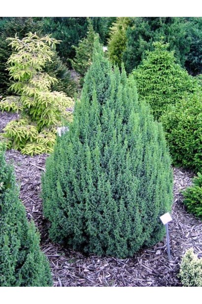 Ялівець лускатий Лодері