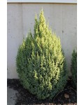 Ялівець лускатий Лодері | Можжевевельник чешуйчатый Лодери | Juniperus squamata Loderi