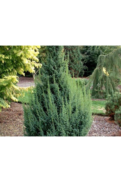 Ялівець лускатий Лодері сизо-зелена хвоя