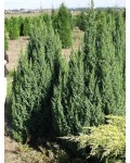Можжевевельник чешуйчатый Лодери | Ялівець лускатий Лодері | Juniperus squamata Loderi