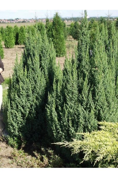 Juniperus squamata Loderi