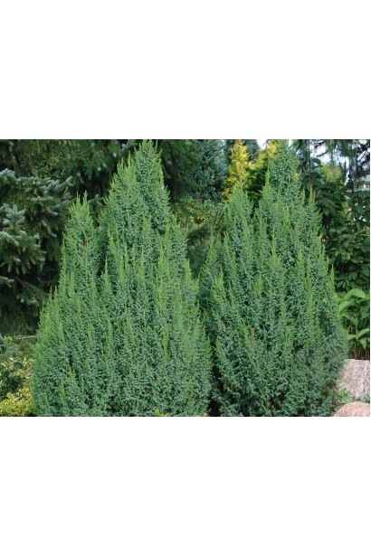 Яловець лускатий Лодері компактний хвойник з вертикальними гілками