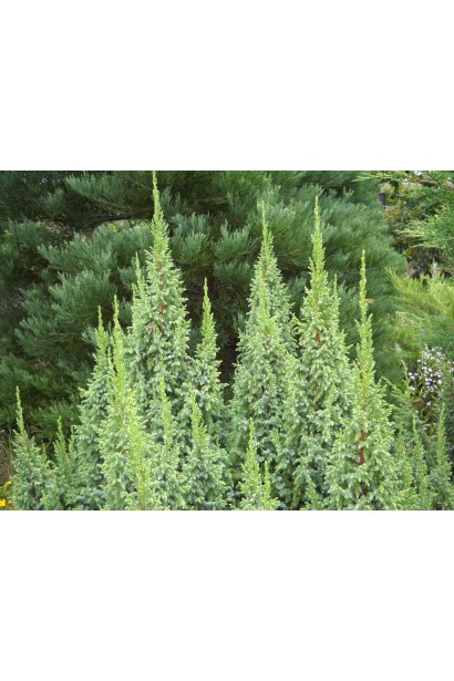 Ялівець лускатий Loderi