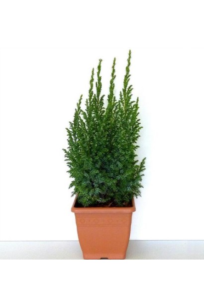 Ялівець Loderi в декоративному горщику