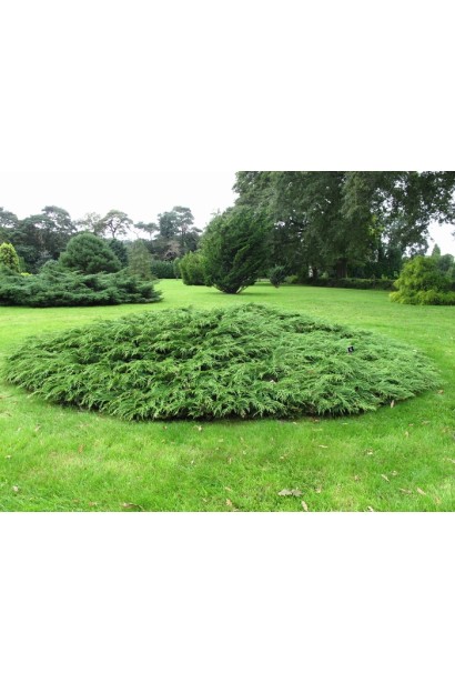 Мікробіота перехреснопарна в ландшафті