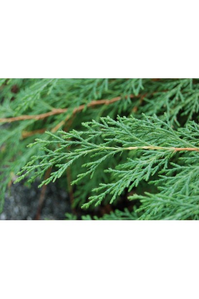 Мікробіота перехреснопарна зелена хвоя