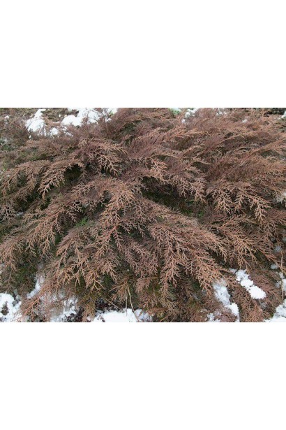 Мікробіота перехреснопарна мідно-коричнева хвоя взимку