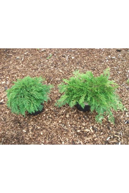 Мікробіота перехреснопарна саджанці в контейнері