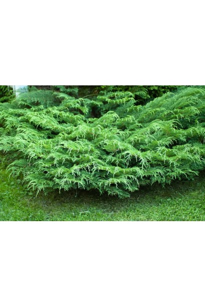 Мікробіота перехреснопарна