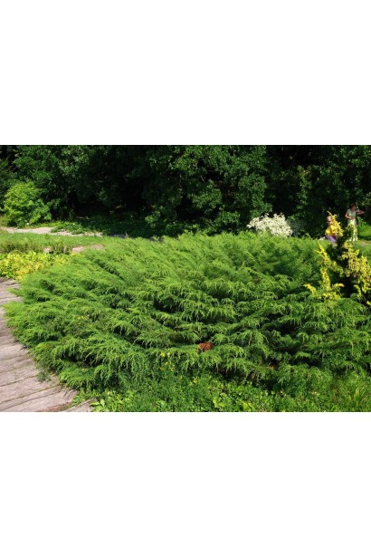 Мікробіота кущ з широкою формою крони та чітко вираженими ярусами 