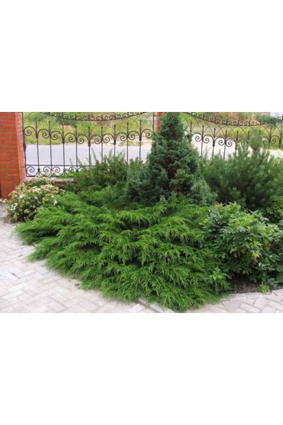 Мікробіота як грунтопокривна рослина