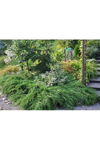 Мікробіота перехреснопарна в ландшафтному дизайні