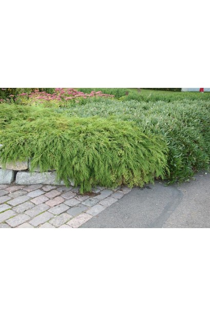 Microbiota decussatа