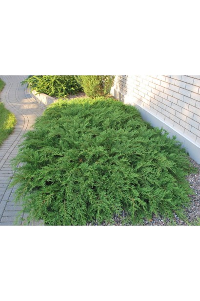 Мікробіота перехреснопарна щільна зелена подушка