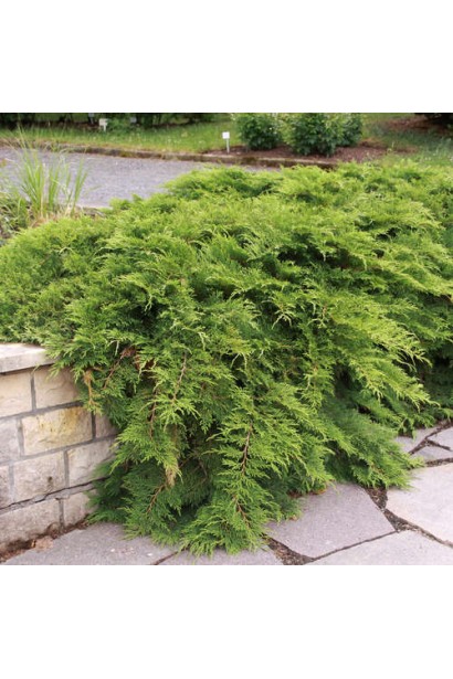 Мікробіота перехреснопарна в декоруванні бордюру