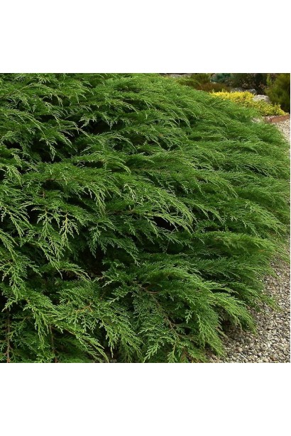 Мікробіота перехреснопарна темно-зелена хвоя влітку