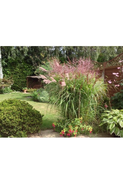 Мискантус Фернер Остен в ландшафте