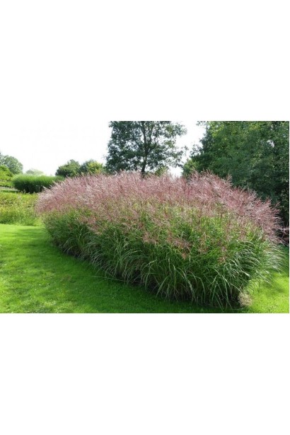 Мискантус китайский Фернер Остен