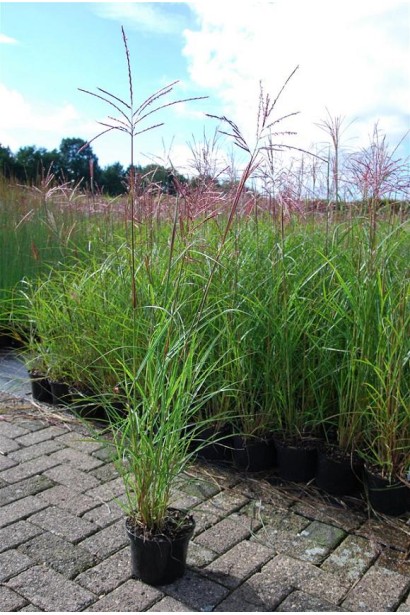 Мискантус китайский Фернер Остен саженец в горшке