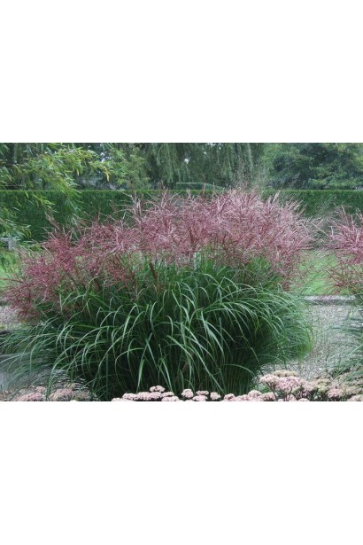 Мискантус Дальний Восток