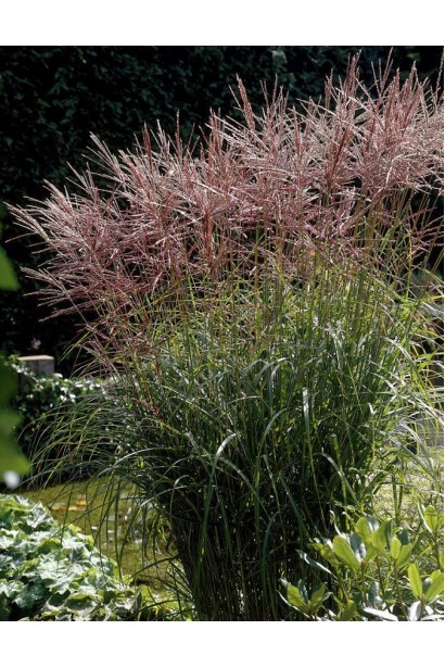 Miscanthus sinensis Ferner Osten