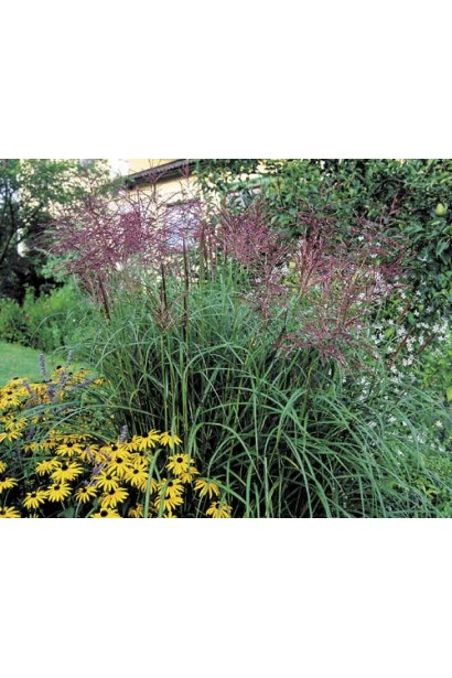 Китайская серебряная трава Фернер Остен