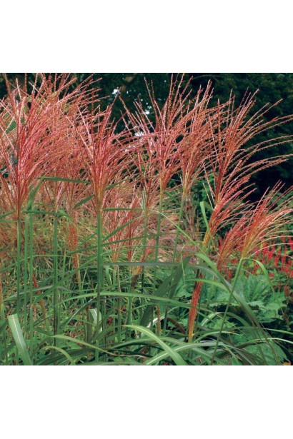 Мискантус Фернер Остен шелковистые веерные метелки