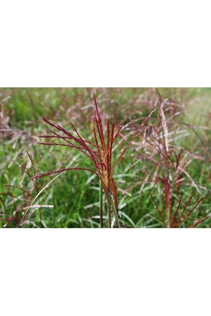 Темно-розовые соцветия мискантуса Фернер Остен во время распускания