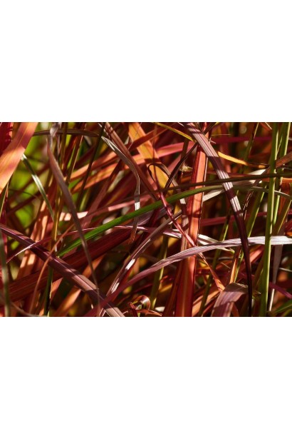 Мискантус Ferner Osten бордово-коричневые листья осенью