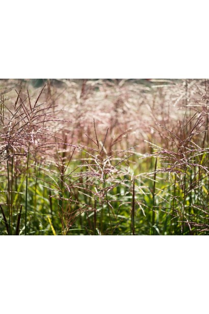 Китайский тростник Фернер Остен