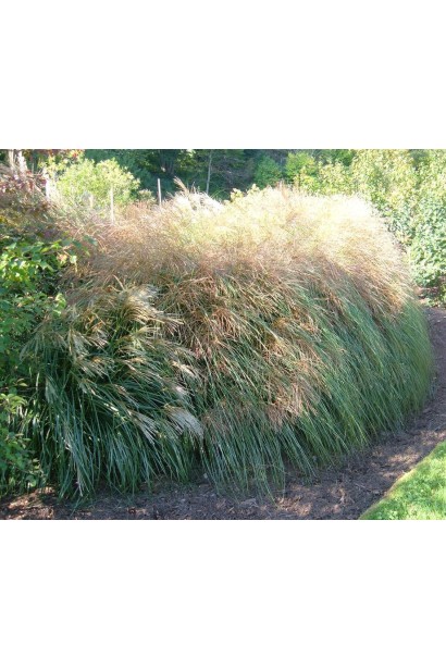 Мідні шовковисті волоті міскантуса Грацілімус