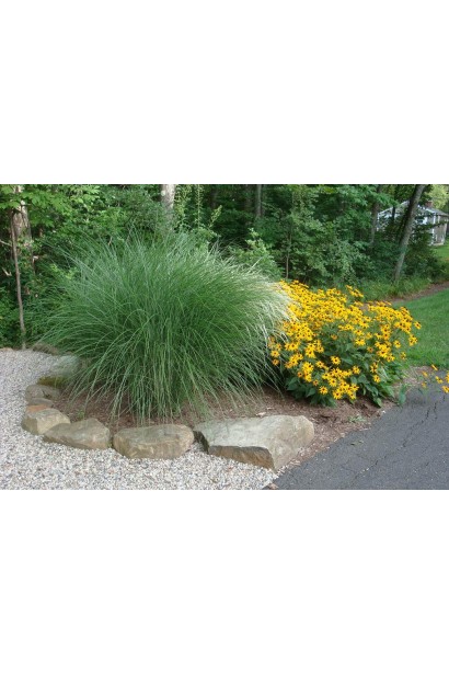 Міскантус Грацілімус вишуканий злаковий кущ