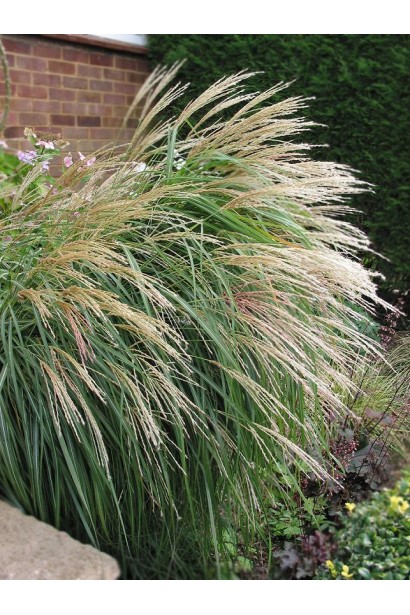 Міскантус китайський Грацілімус