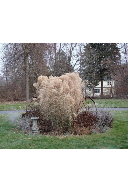 Міскантус Грацілімус рясне цвітіння 