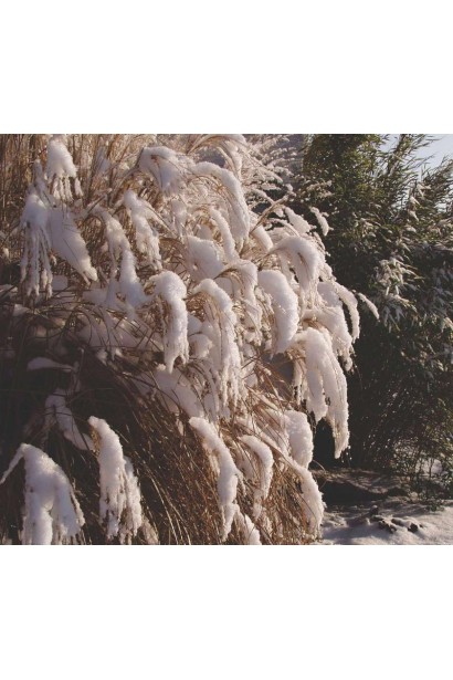 Міскантус китайський Грацілімус взимку